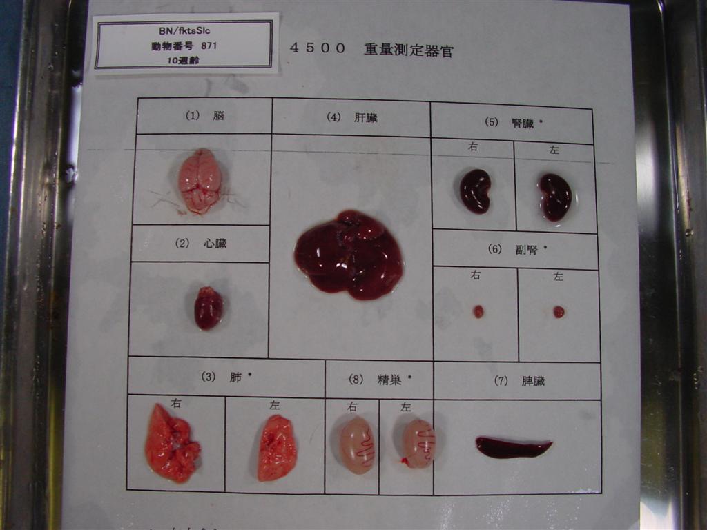 ラット系統